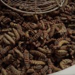 বাসি ভাত দিয়ে তৈরি করুন তাওয়া পোলাও