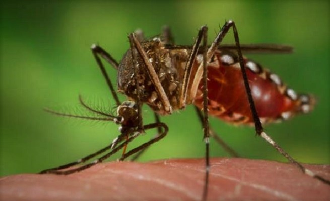 ২৪ ঘন্টায় ডেঙ্গুতে আরও ২ মৃত্যু