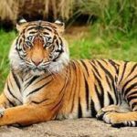পাকিস্তানে মুক্ত জিম্মিরা, ৩৩ জঙ্গি নিহত
