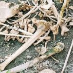 পঞ্চগড়ে ট্রাক্টরচাপায় দাদি-নাতনির মৃত্যু