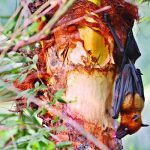 চিলির দাবানলে ২৩ জনের প্রাণহানি