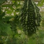 হবিগঞ্জে সড়ক দুর্ঘটনায় নিহত ২