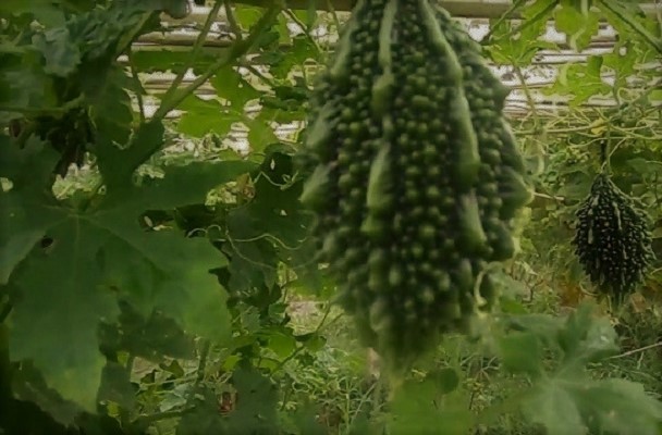 করলার সাথে এই জিনিসগুলো খাবেন না