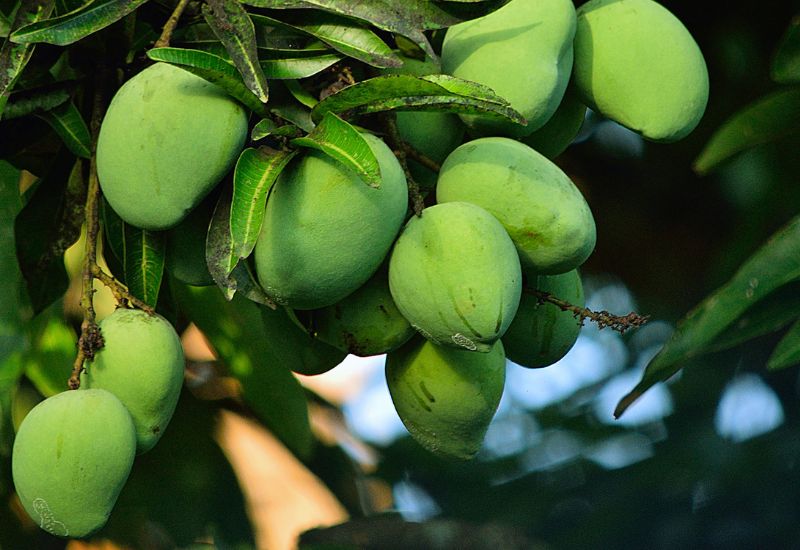 রাজশাহী-নওগাঁসহ চার জেলায় ‘ম্যাঙ্গো ক্যালেন্ডার’ ঘোষণা