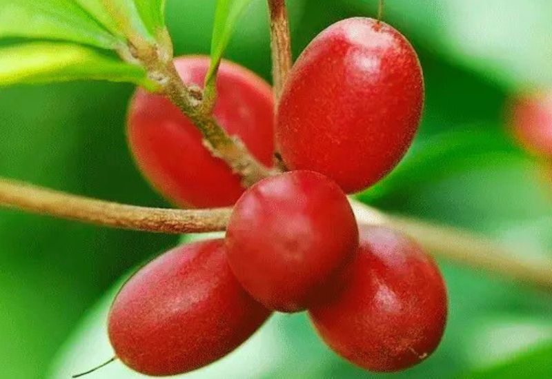 লেবু হবে রসগোল্লা! জিহ্বাকে বিভ্রান্ত করা ‘মিরাকেল বেরি’ এখন বাংলাদেশে
