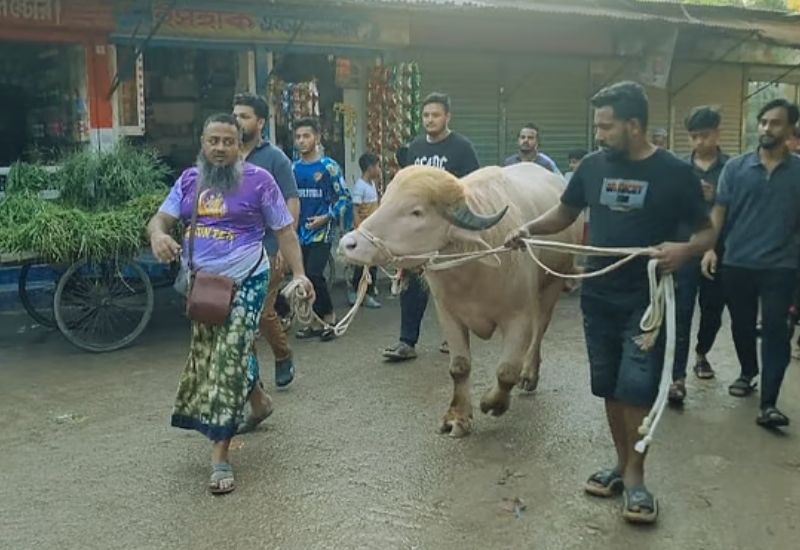 জাতীয় চিড়িয়াখানাই মহিষ ‘ডোনাল্ড ট্রাম্প’-এর স্থায়ী ঠিকানা!