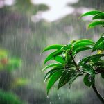 জাতীয় চিড়িয়াখানাই মহিষ ‘ডোনাল্ড ট্রাম্প’-এর স্থায়ী ঠিকানা!