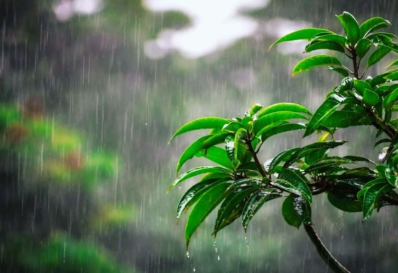 ঢাকাসহ ৫ বিভাগে ঈদের দিন বাগড়া দিতে পারে বৃষ্টি