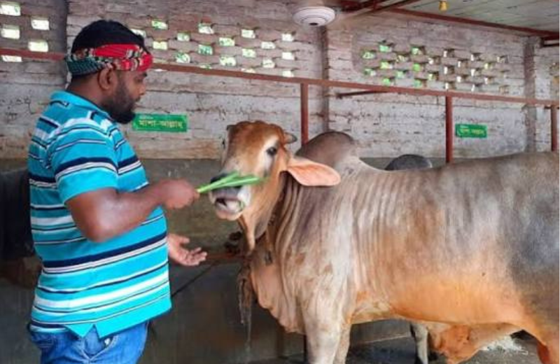 বাংলাদেশের একটি গবাদি পশুর খামারে গরুর পরিচর্যা করছেন এক খামারি
