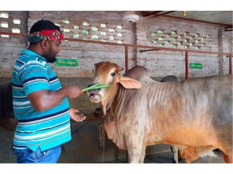 বাংলাদেশের একটি গবাদি পশুর খামারে গরুর পরিচর্যা করছেন এক খামারি